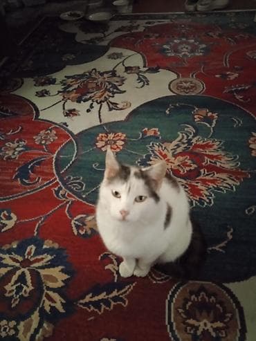 ОТДАМ КОТЯТ И КОШЕК,здоровые, ЧИСТЫЕ,помогите пожалуйста кто не может — 8