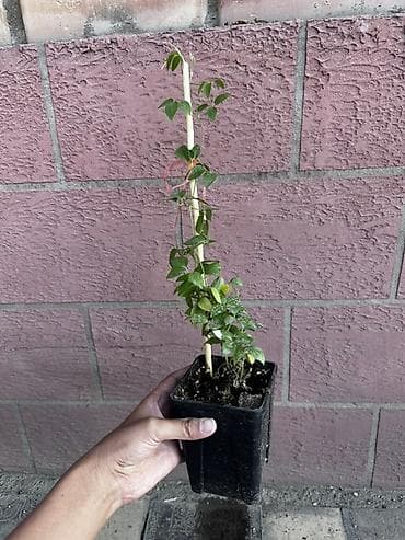 куплю малина: Клематисы — саженцы в горшках (контейнерная рассада) - Многолетние — 2