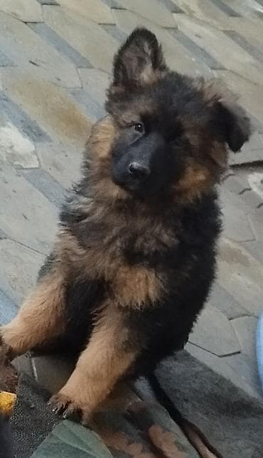 купить фокстерьера: Немецкая овчарка, 1 месяц, Самка, С прививкой, С родословной — 6