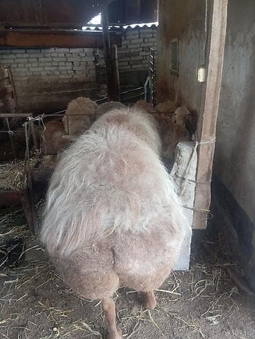 ат алам: Продаю | Овца (самка) | Для разведения | Матка — 7