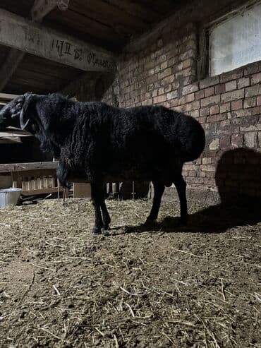 домик для собаки: Сатам | Кочкор (эркек) | Арашан | Көбөйтүү үчүн — 1