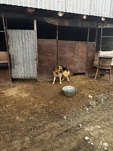 собака мальчик: Овчарка, 1 год, Самец — 4