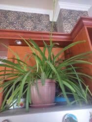 сколько стоят гипсофилы: Комнатные цветы все по 1000 — 3