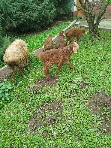 веревка аркан: Продаю | Овца (самка) | Для разведения | Племенные — 2