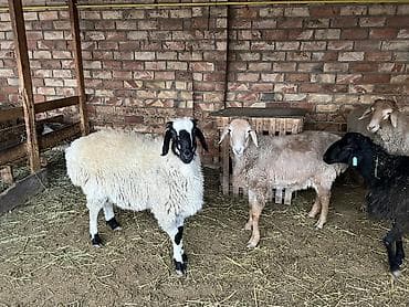 двухчубые голуби цена: Продаю | Баран (самец) — 6