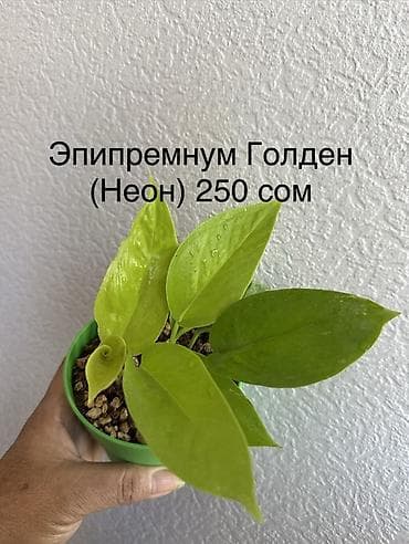 Каланхоэ: Укорененные черенки. 8мкр — 4