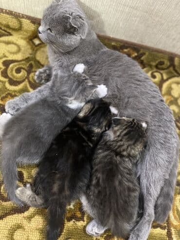 шотландская вислоухая кошка цена бишкек: Продаю котят вислоухие покровки ( метисы) окрас табби и — 5