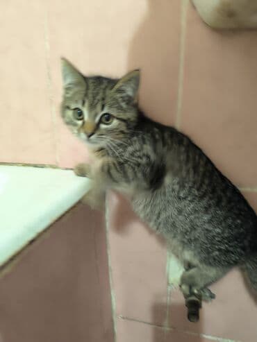 продаю в связи с переездом: Котята отдам в добрые руки Описание: - Возраст 2 месяца - К лотку — 7