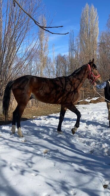 объявления о пропаже животных: Продаю | Конь (самец) | Полукровка | Конный спорт | Мерин — 2
