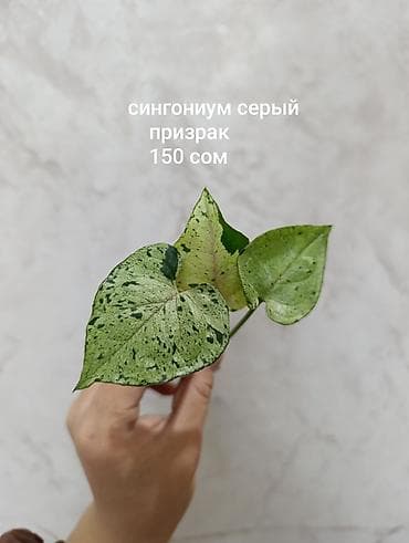 лабубу фото и цена: Продажа сортовых комнатных растений, цены и названия указаны на фото — 2