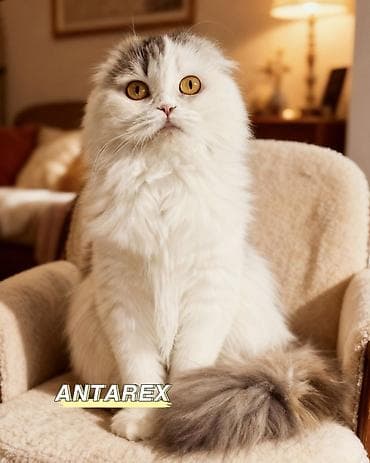 Продажа кошек: Шотландские короткошерстные котята от красивой привозной пары — 10