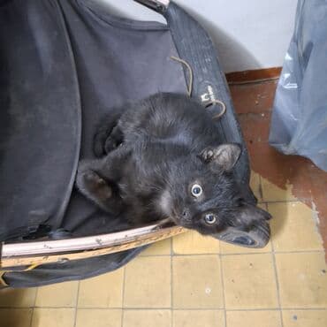 котенок породистый: 2 месяца, Мальчик, Черный — 2