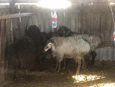 животные собака: Продаю | Овца (самка), Ягненок, Баран (самец) | Гиссарская, Полукровка, Долан | На забой, Для разведения, Для шерсти | Племенные, Котные, Осеменитель — 1