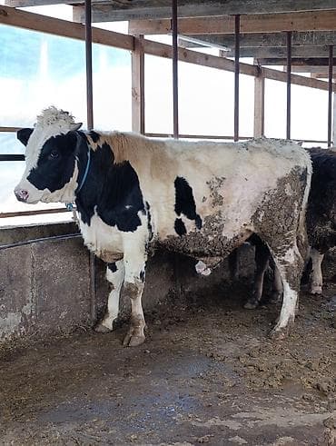 прост ат: Продаю | Бык (самец) — 2