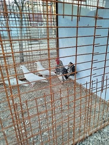 инвалидный калеска бу: Карлик короз сатылат алмашу жолдору бар домашний тооко алмашам адрес — 2