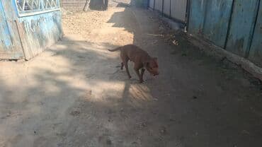 сколько стоит собака породы доберман: Питбуль, 1 жаш, Ургаачы, Эмделген — 2