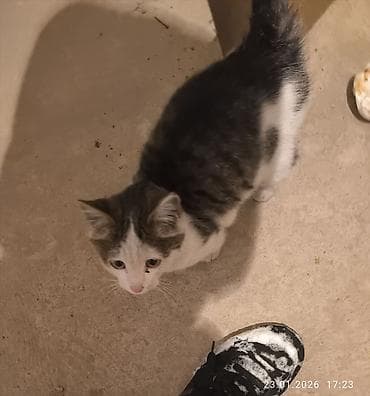 Рыба: Отдам даром котенка в добрые руки забрал домой так как чуть не умерла — 1