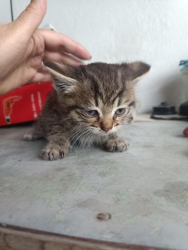 сколько стоит котята: Котята, помёт разноокрасочный. котятам один месяц. Готовы сделать вашу — 7