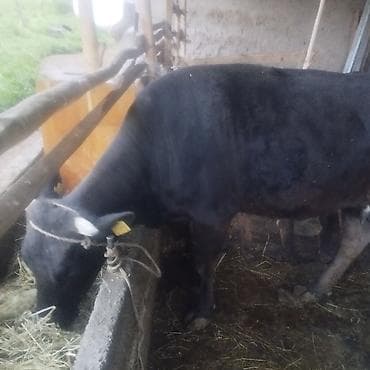 домик для птиц: Продаю | Корова (самка) | Для молока | Привязанные — 1