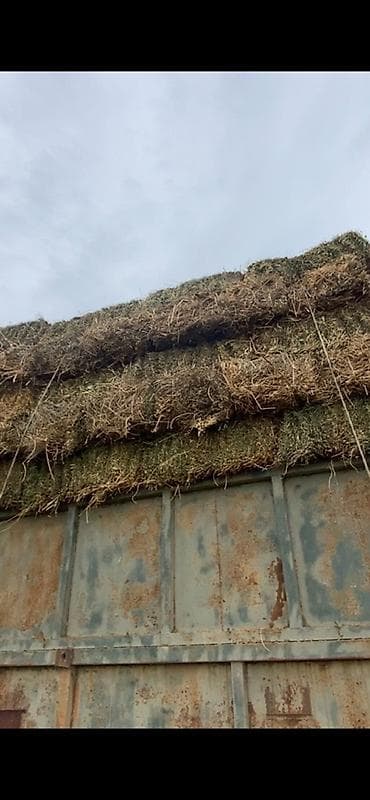 мел корм: Сено в тюках - Прямоугольные тюки, плотно спрессованные, перевязаны — 1