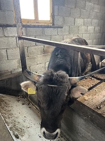 Продаю | Бык (самец) | На откорм, На забой