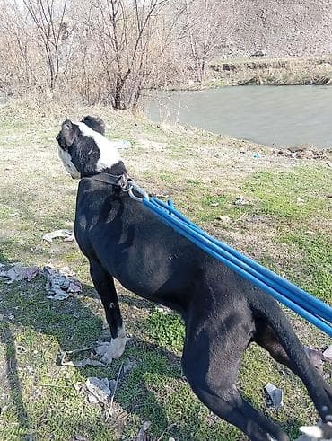 щенок питбуля: Питбуль, 1 год, Самец, С прививкой — 2