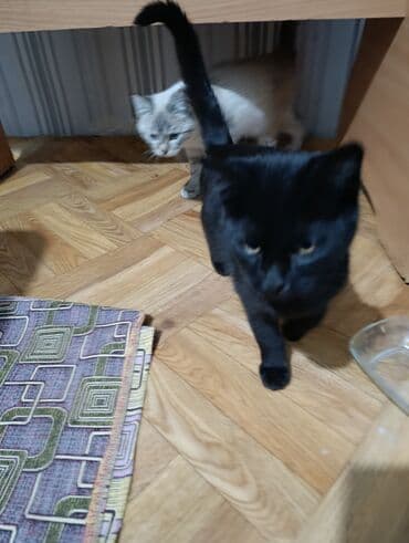 куда можно отдать собаку в бишкеке: Беспородная, 4 месяца, Мальчик, Черный — 6