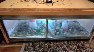 купить инкубационное яйцо породистых кур: Инкубационный и простые яйца перепелиные техас феникс #цыплятатоже — 3