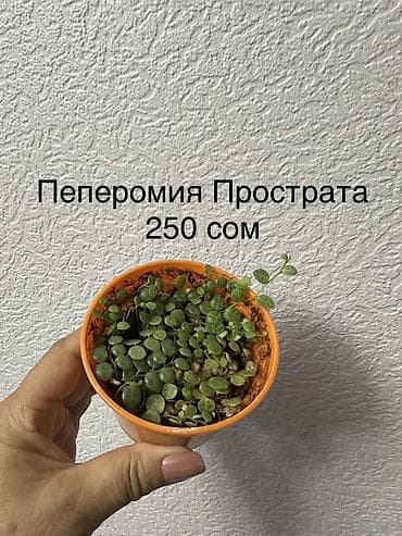 верблюж: Укорененные черенки/отростки. Адрес 8 мкр — 7