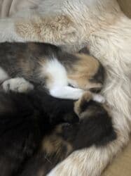 черепаховая кошка цена: Беспородная, 1 месяц, Девочка, Черепаховый, Приучена к лотку — 3