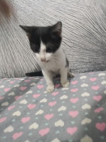 простой: Кошка даром: Беспородная, 3 месяца, Мальчик, Приучена к лотку — 2