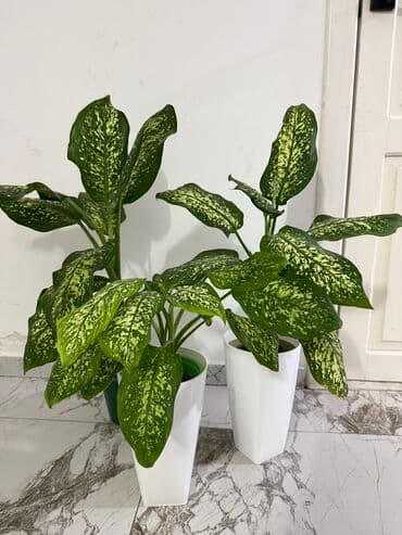 Комнатные цветы Диффенбахия 500 с Монстера 2000 Фиалки 250 с