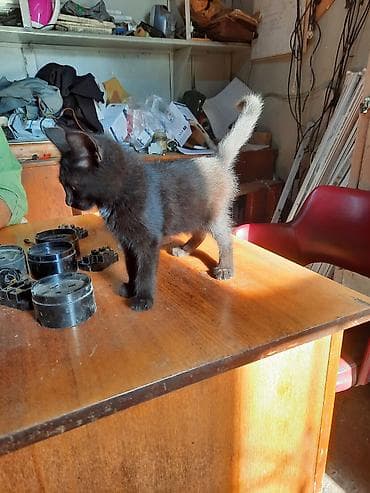 Котёнок, короткошёрстный, окрас чёрный с более светлым кончиком хвоста