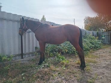 купить рабочую охотничью собаку: Продаю | Конь (самец) | Рабочий — 1