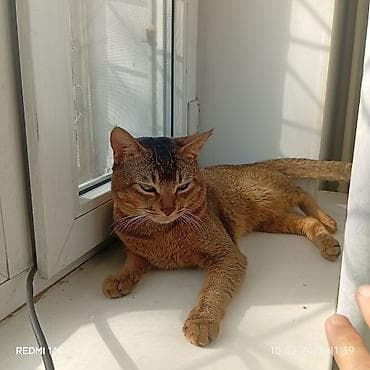 Продажа кошек: Пара абиссинских кошек. - Кот: 1,5 года, привозной из Европы — 4