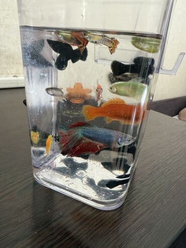 красная рыба цена бишкек: Аквариумный комплект с декоративными рыбками - объём ориентировочно — 7