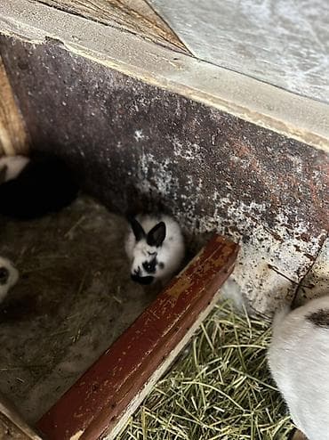 Кролики декоративные, молодняк - Породы/окрасы: пёстрые и однотонные