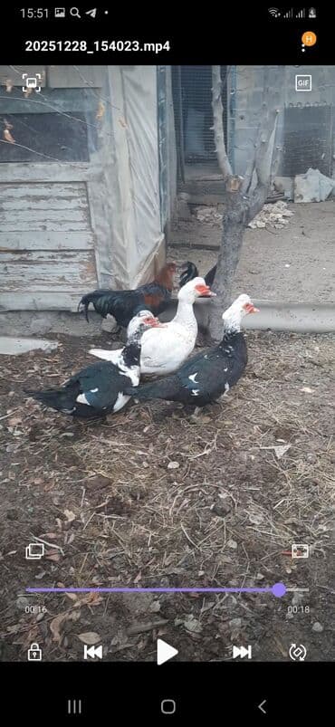 Услуги ветеринара: Индоутки, мускусные, шыптуны(3ш) 1500сом прошу — 3