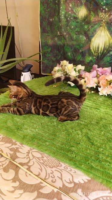 новорожденные котята: Красивейшие бенгальские котята. большие четкие розетки .контрастный — 3