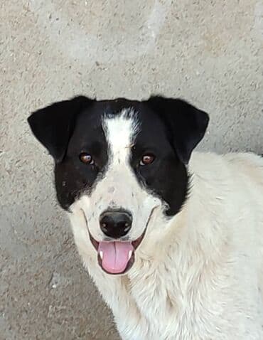 отдам собаку в добрые руки: Собака даром: 7 месяцев, Самец — 12