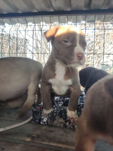 собаки и щенки в дар: Щенки К Продаже готовы Питбуль кушают самостоятельно Срочная цена — 11