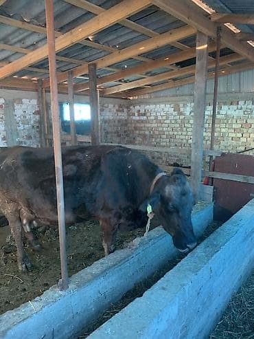 Иттер: Сатам | Уй (ургаачы) | Көбөйтүү үчүн | Байланган — 2