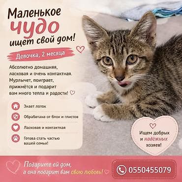 Кошка даром: Беспородная, 2 месяца, Девочка at lalafo.kg Кошка даром: Беспородная, 2 месяца, Девочка