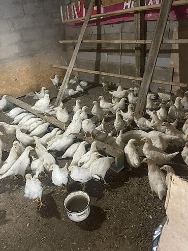 гуси линда: Продаю | Цыплята | Несушки — 5