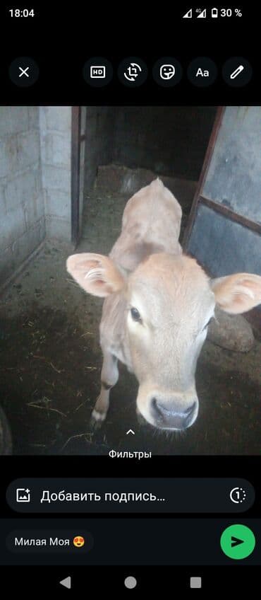 продаю в связи с переездом: Сатам | Музоо | Бордоп семиртүү үчүн — 2