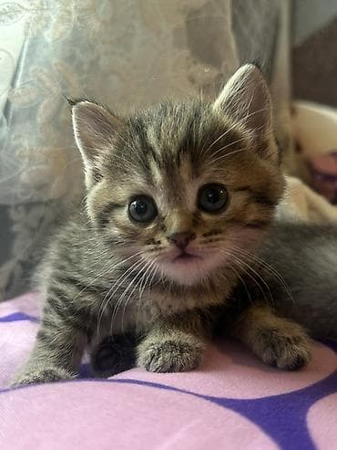scottish fold: Котёнок тигровый табби - Порода/тип: короткошёрстный домашний — 5
