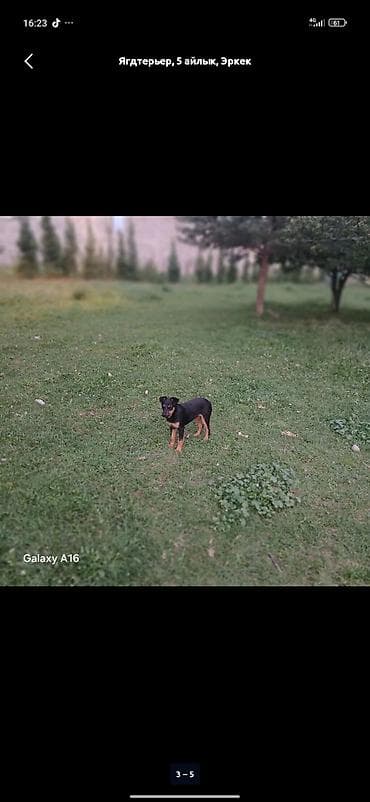 охотничьи собаки купить: Ягдтерьер, 5 месяцев, Самец, С прививкой — 1