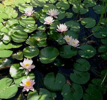 для сада и огорода: Садовые растения - кустарники ( вейгела пестролистная, рябинник — 4