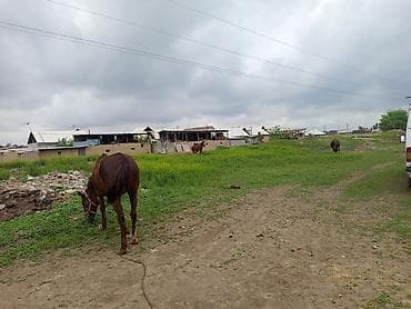 Продаю | Кобыла (самка) | Дончак | Рабочий | Племенные