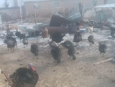 кукуруза мача: Продаю | Индюк (самец) | Для разведения | Племенные — 1